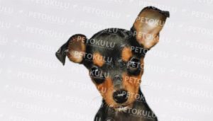 Minyatür Pinscher köpeği özellikleri, tarihçesi ve karakter yapısı