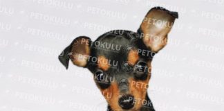 Minyatür Pinscher köpeği özellikleri, tarihçesi ve karakter yapısı