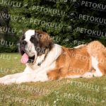 Saint Bernard köpeği özellikleri, tarihçesi ve karakter yapısı