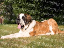 Saint Bernard köpeği özellikleri, tarihçesi ve karakter yapısı