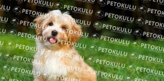 Havanese köpeği özellikleri, tarihçesi, karakter yapısı