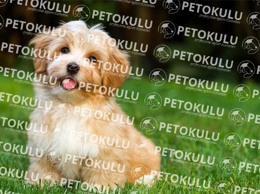 Havanese köpeği özellikleri, tarihçesi, karakter yapısı