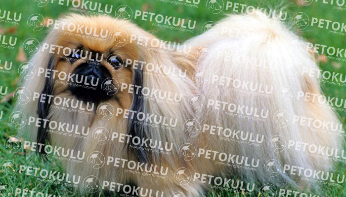Pekinez (Pekingese) köpeği apartman dairesinde beslenebilir mi