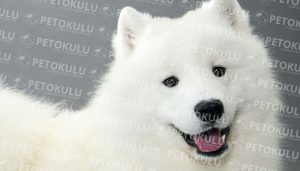 Samoyed köpeği bakım