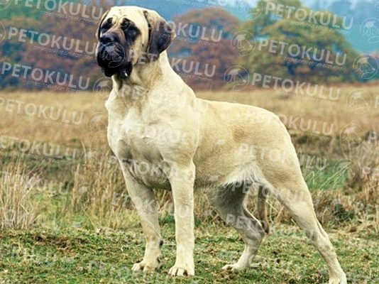 İngiliz Mastiff köpeği özellikleri, tarihçesi ve karakter yapısı