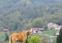 Köpek Alerjisi Olanların Sahiplenebileceği Irklar