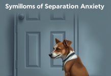 Köpeklerde Ayrılık Kaygısı Belirtileri ve Tedavi Yöntemleri