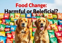 Köpeklerde Mama Değişimi Zararlı mı? Tüy Döker mi?