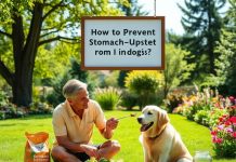 Köpeklerde Mide Üşütmesine Nasıl Engel Olunur?