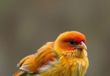 Köpeklerde Görülen Alerjiler