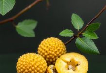 Yavru Köpekler Süt İçer mi?